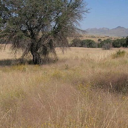 Eragrostis intermedia unspecified picture