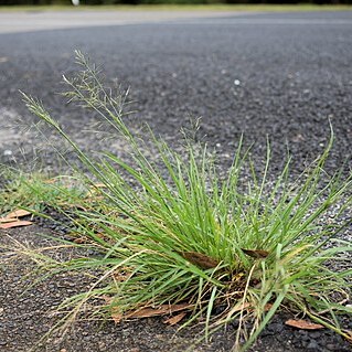 Eragrostis tenuifolia unspecified picture