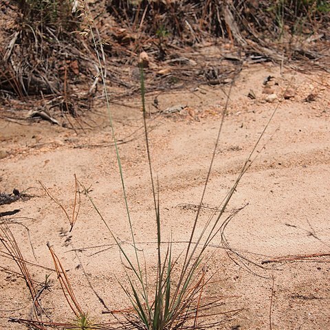 Eragrostis sororia unspecified picture