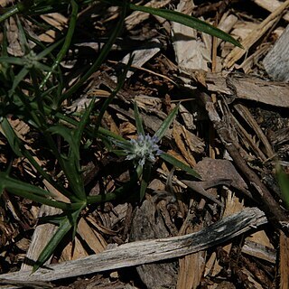 Eryngium paludosum unspecified picture