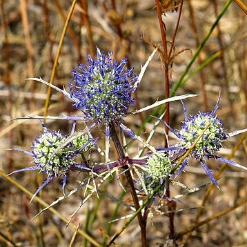 Eryngium tenue unspecified picture