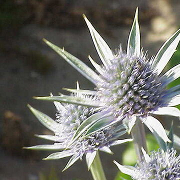 Eryngium tricuspidatum unspecified picture