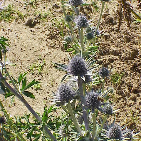 Eryngium tricuspidatum unspecified picture