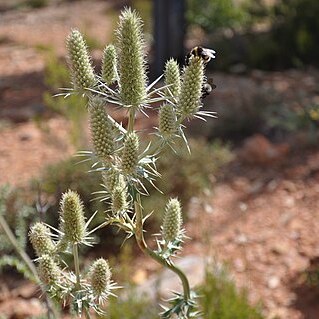 Eryngium duriaei unspecified picture