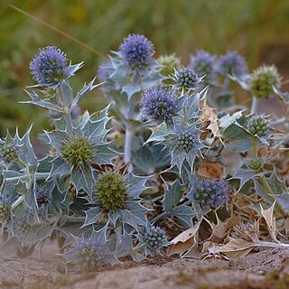 Eryngium unspecified picture