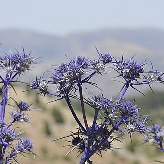 Eryngium billardieri unspecified picture