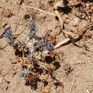 Eryngium coquimbanum unspecified picture