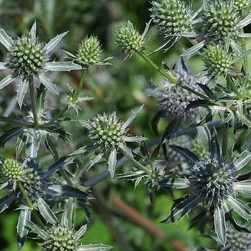 Eryngium caeruleum unspecified picture