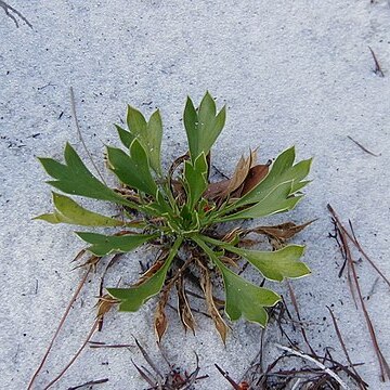 Eryngium cuneifolium unspecified picture