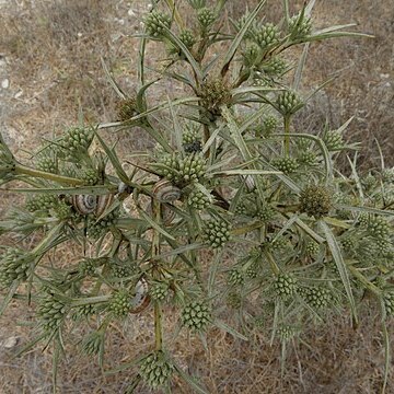 Eryngium glomeratum unspecified picture