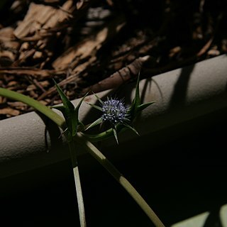 Eryngium vesiculosum unspecified picture