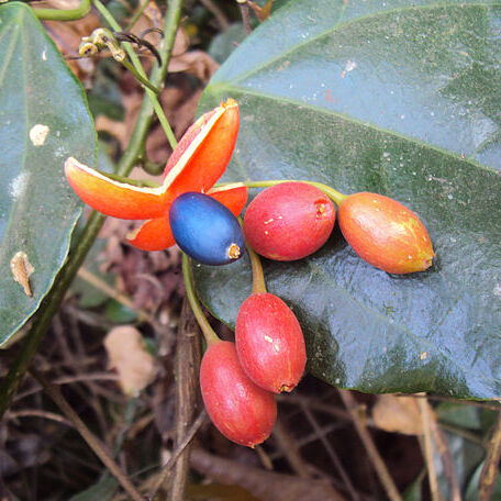 Erythropalum scandens unspecified picture