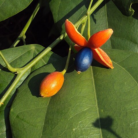 Erythropalum unspecified picture