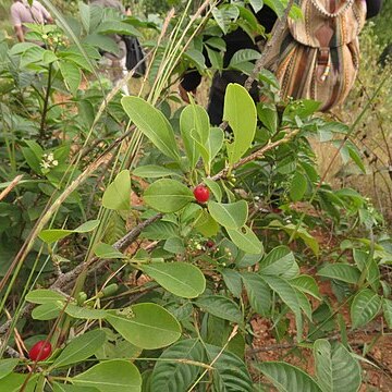 Erythroxylum monogynum unspecified picture