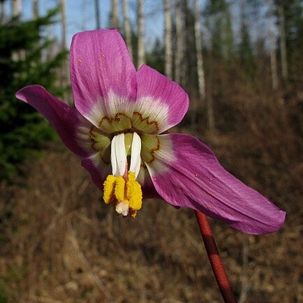 Erythronium sajanense unspecified picture