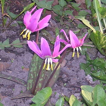 Erythronium sibiricum unspecified picture