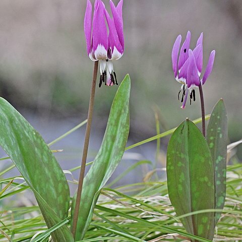 Erythronium sulevii unspecified picture