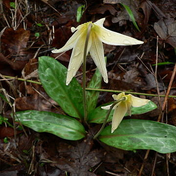 Erythronium unspecified picture