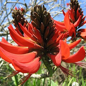 Erythrina sykesii unspecified picture