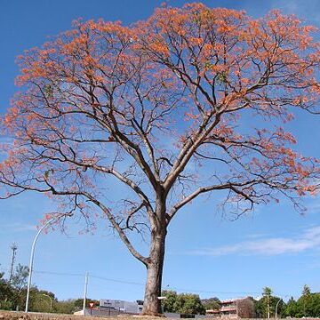 Erythrina mulungu unspecified picture