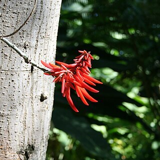 Erythrina rubrinervia unspecified picture