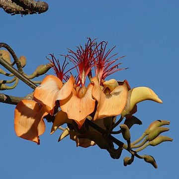 Erythrina velutina unspecified picture