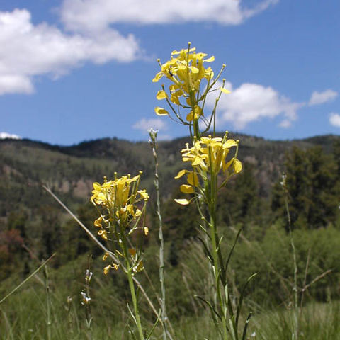 Erysimum asperum unspecified picture