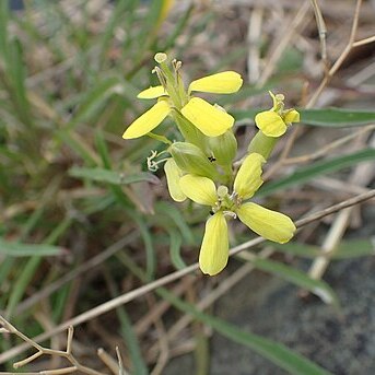 Erysimum pusillum unspecified picture