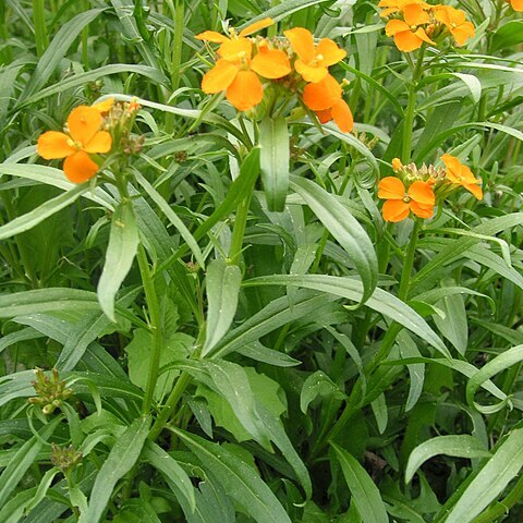 Erysimum marshallii unspecified picture