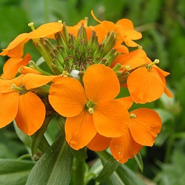 Erysimum marshallii unspecified picture