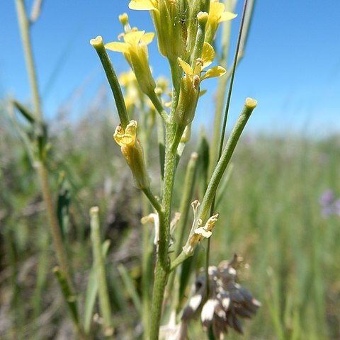 Erysimum inconspicuum unspecified picture