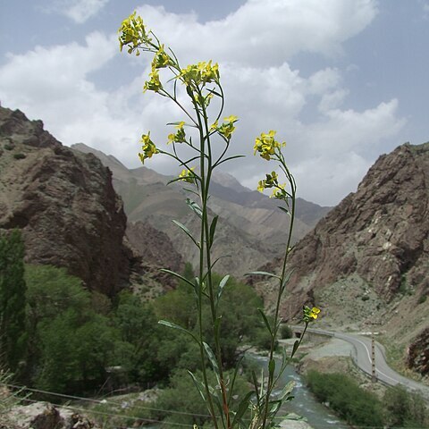 Erysimum collinum unspecified picture