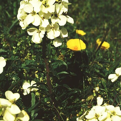 Erysimum concinnum unspecified picture