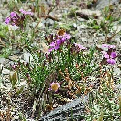 Erysimum baeticum unspecified picture