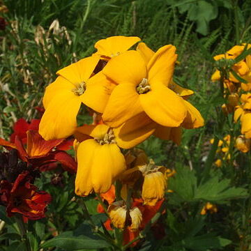 Erysimum cheiri unspecified picture