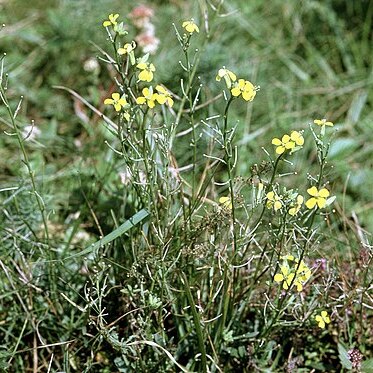 Erysimum crepidifolium unspecified picture