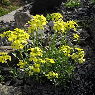 Erysimum kotschyanum unspecified picture