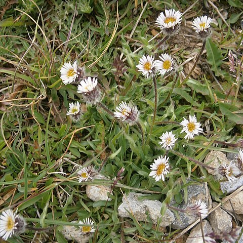 Erigeron unspecified picture