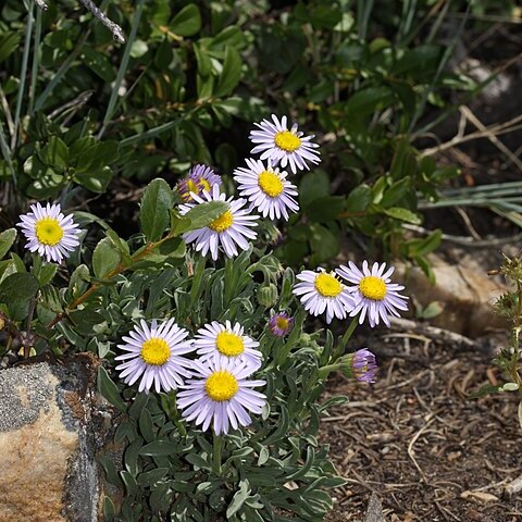 Erigeron tener unspecified picture