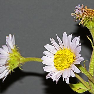 Erigeron eximius unspecified picture