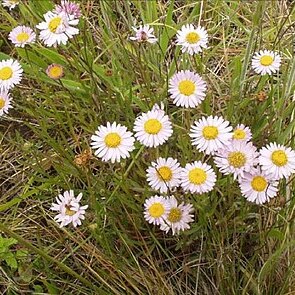 Erigeron decumbens unspecified picture