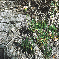 Erigeron compactus unspecified picture