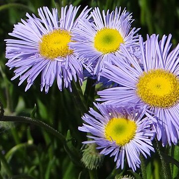 Erigeron roylei unspecified picture