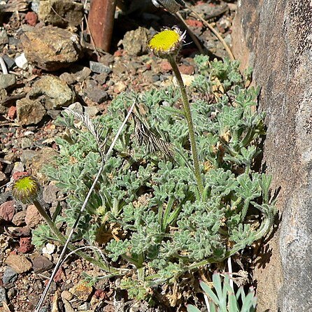 Erigeron vagus unspecified picture