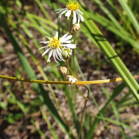 Erigeron vernus unspecified picture