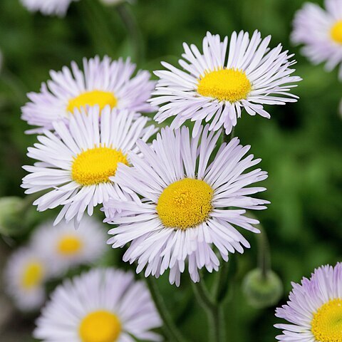 Erigeron formosissimus unspecified picture