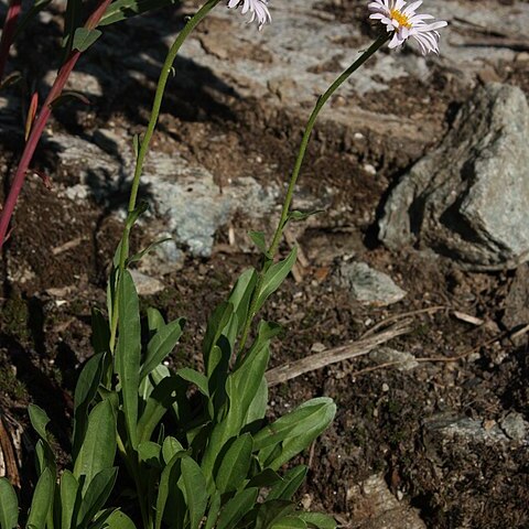 Erigeron glacialis unspecified picture