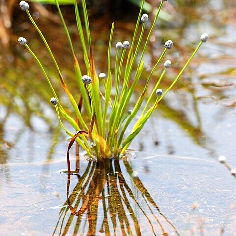 Eriocaulon madayiparense unspecified picture