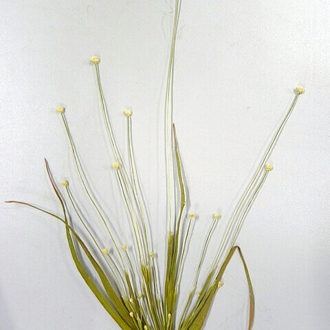 Eriocaulon cinereum unspecified picture