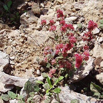 Eriogonum abertianum unspecified picture